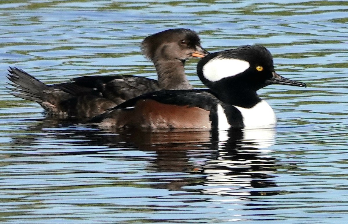 מרגון מקושט - ML646800551