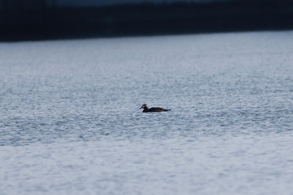 White-winged Scoter - ML646800552