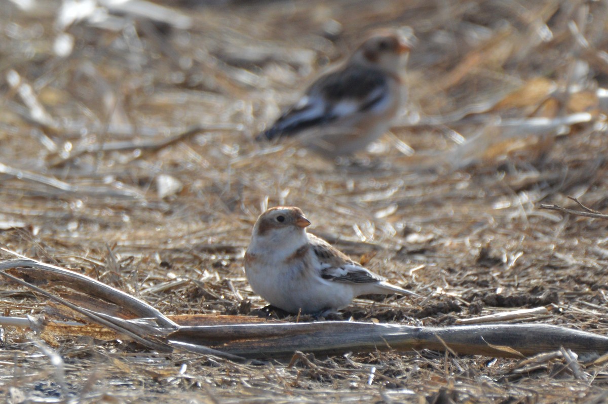 雪鵐 - ML646800553