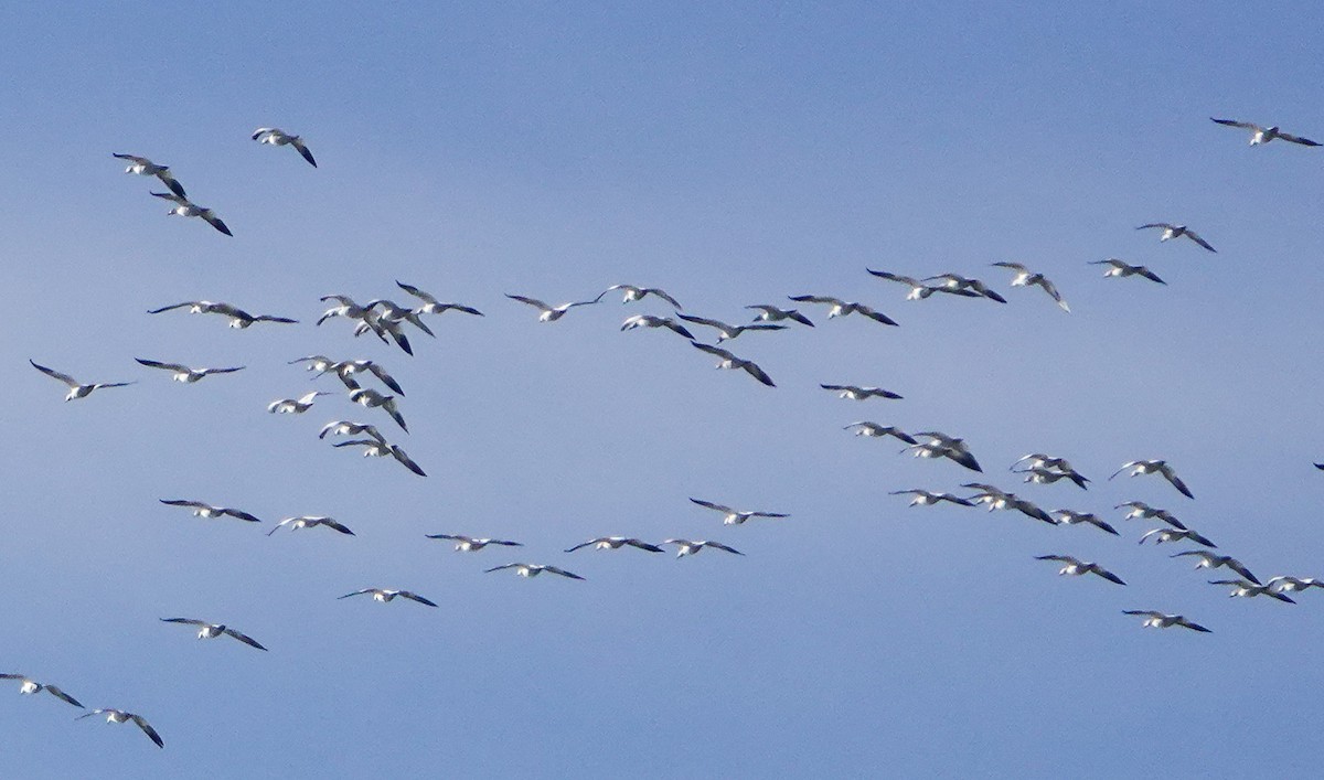 Ánsar Nival - ML646800554