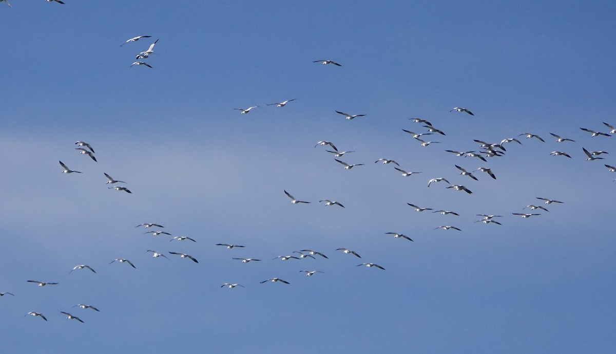 Ánsar Nival - ML646800555