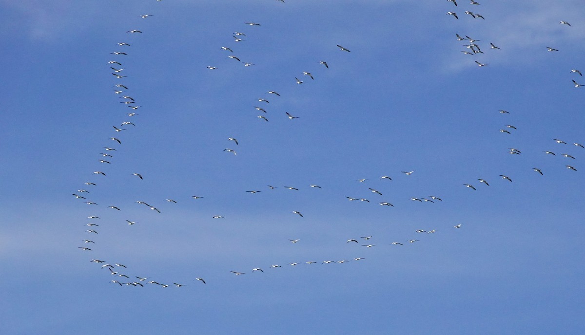 Ánsar Nival - ML646800556