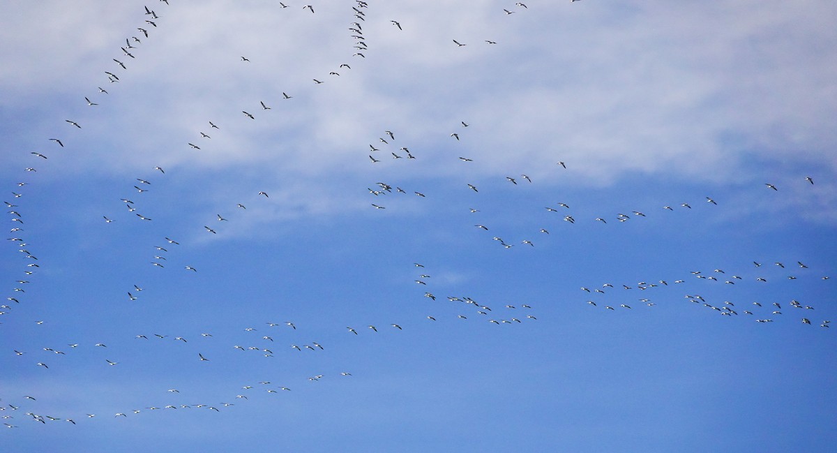 Ánsar Nival - ML646800557