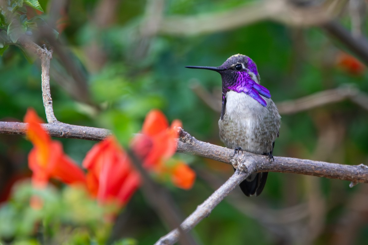 Costa's Hummingbird - ML646800560