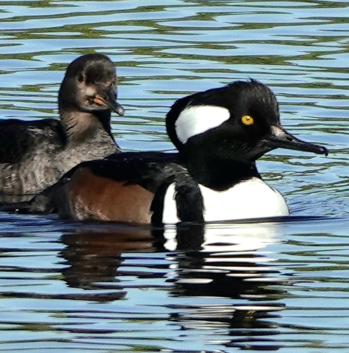 מרגון מקושט - ML646800561