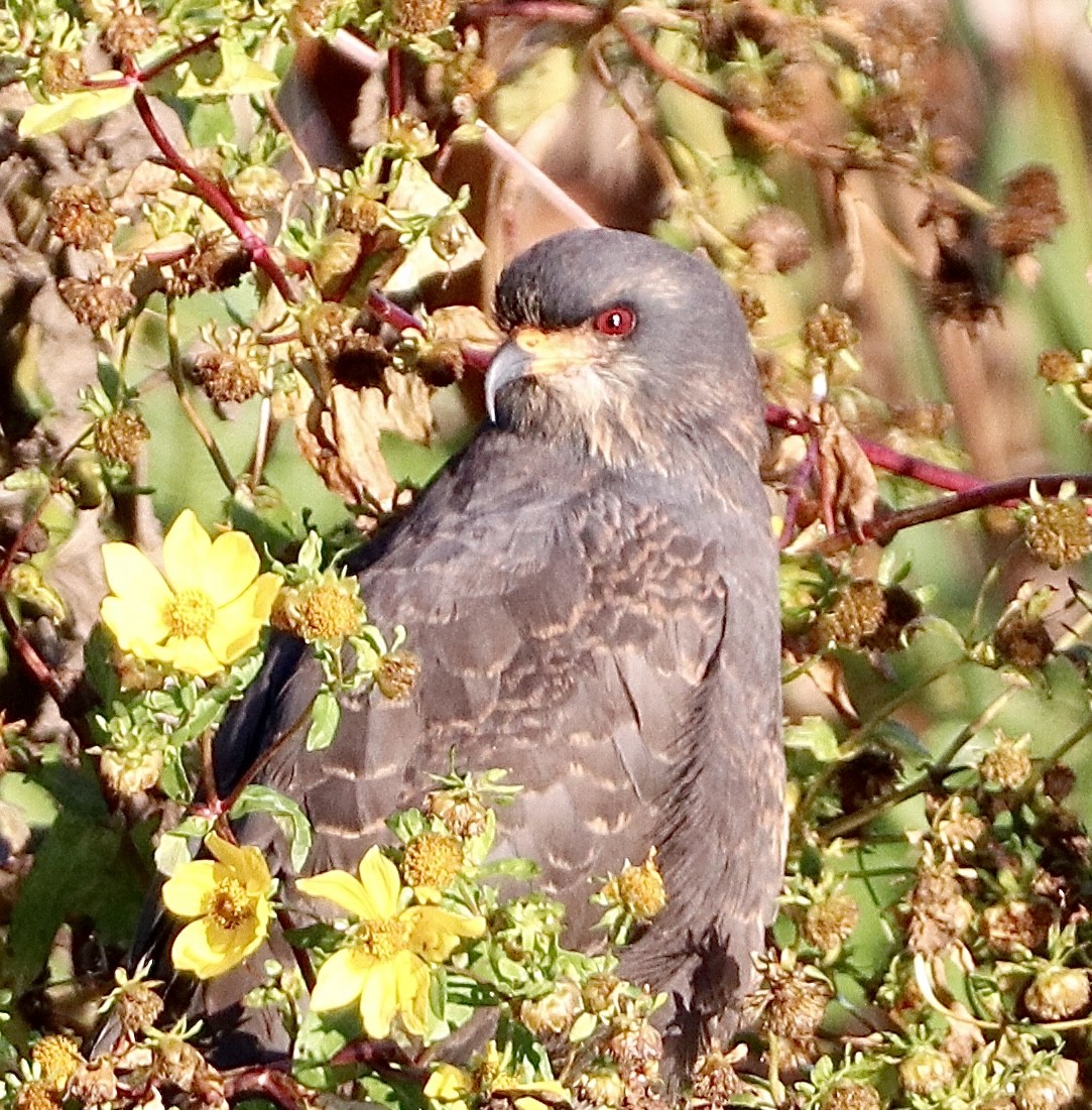 Snail Kite - ML646800562