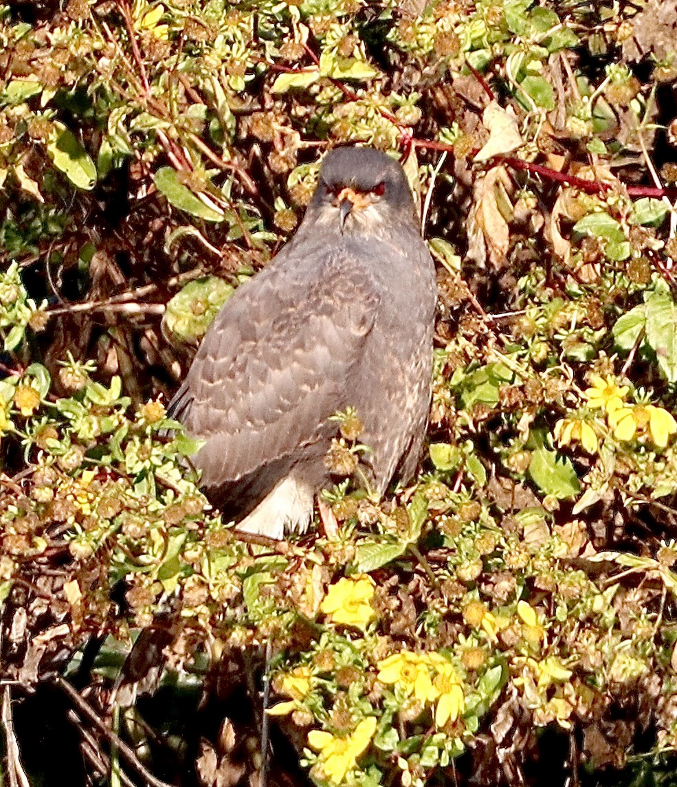 Snail Kite - ML646800563