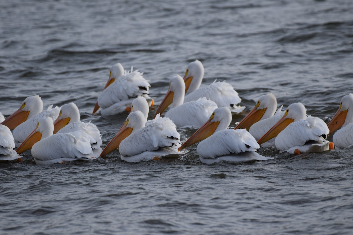 Пеликан-носорог - ML646800565