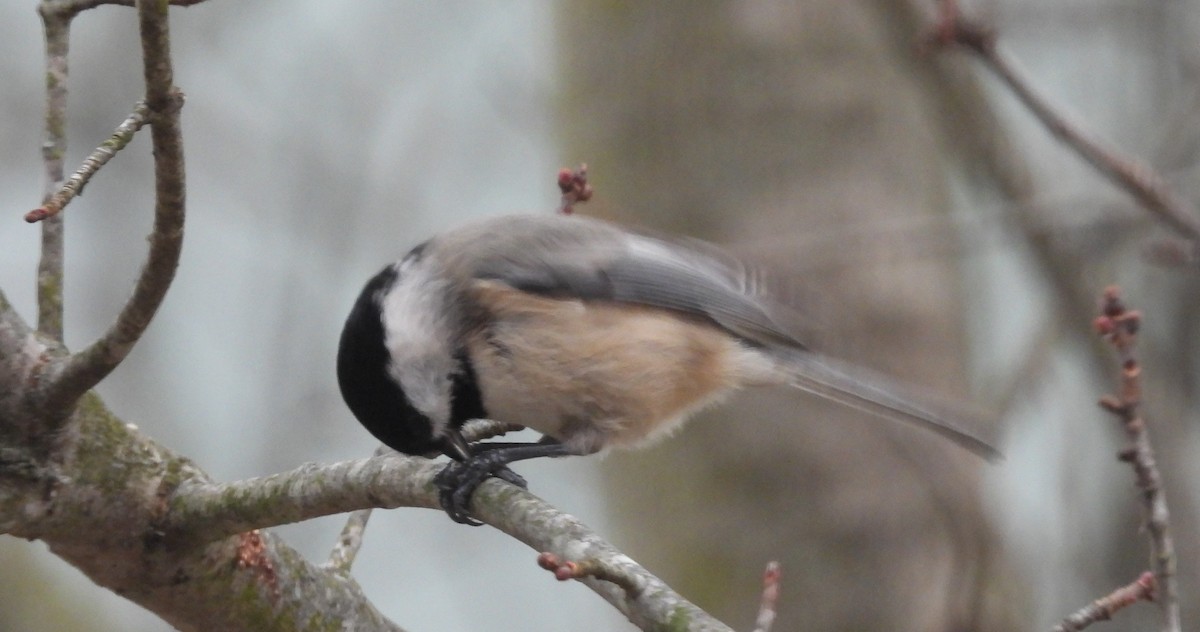 Каролинская гаичка - ML646800567