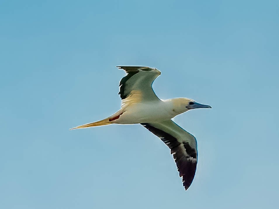 Красноногая олуша - ML646800568