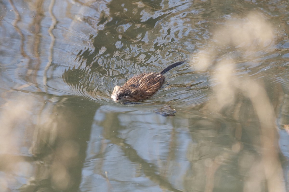 Muskrat - ML646800570