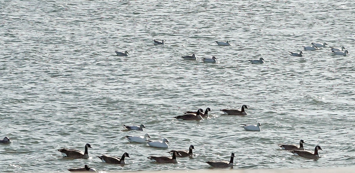 Ánsar Nival - ML646800572