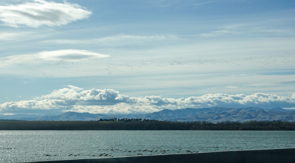 Ánsar Nival - ML646800573