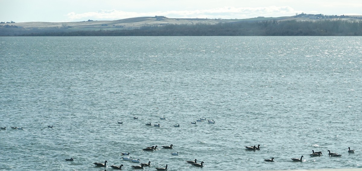 Ánsar Nival - ML646800574