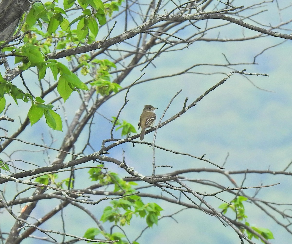 チビメジロハエトリ - ML646800575