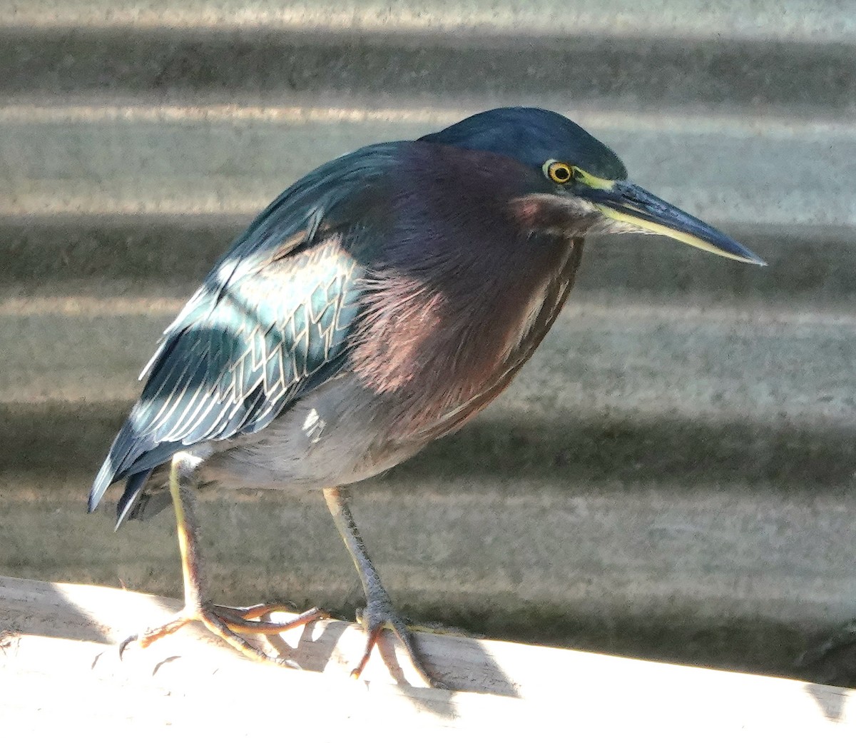 אנפית ירוקה - ML646800576