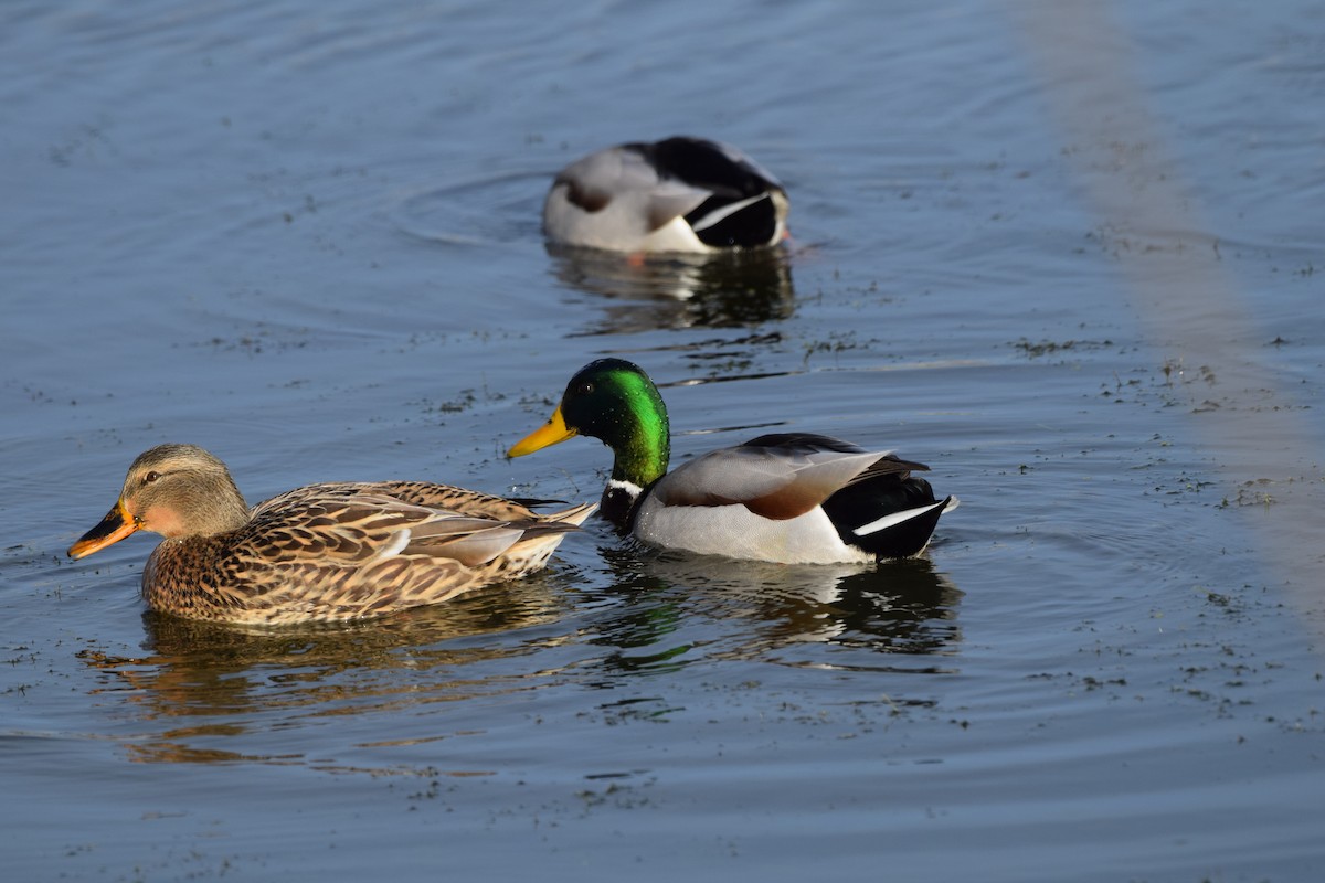 Кряква - ML646800577