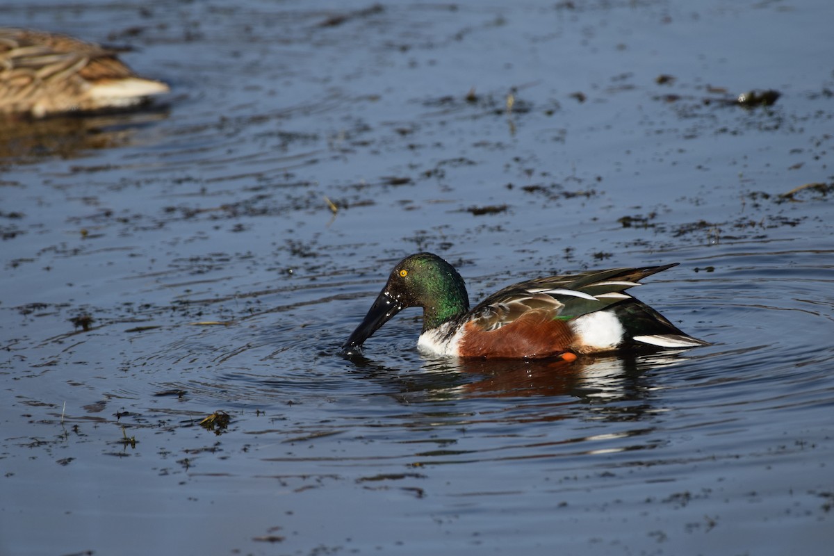 Широконоска - ML646800578