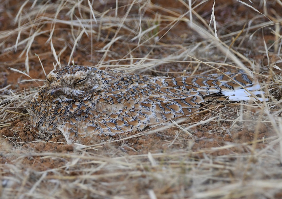 תחמס זהוב - ML646800579