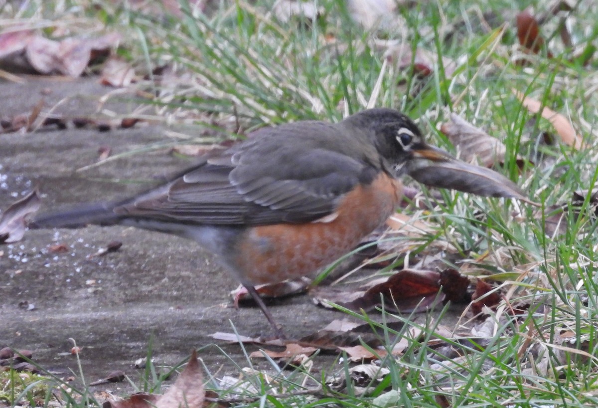Дрізд мандрівний - ML646800580