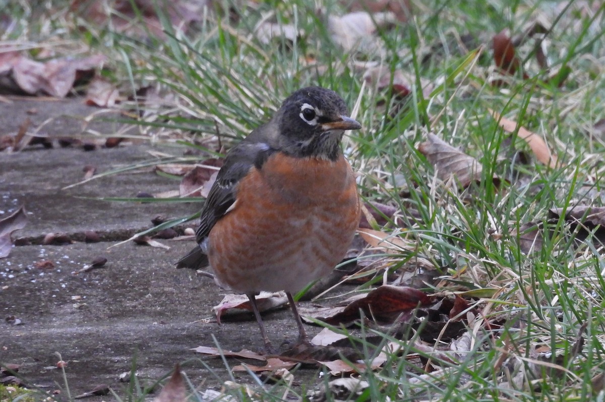 Дрізд мандрівний - ML646800581