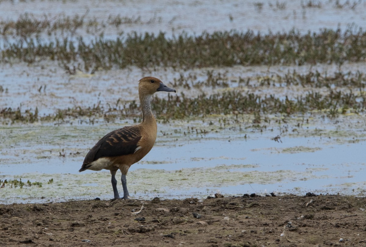 Fulvous Whistling-Duck - ML646800582