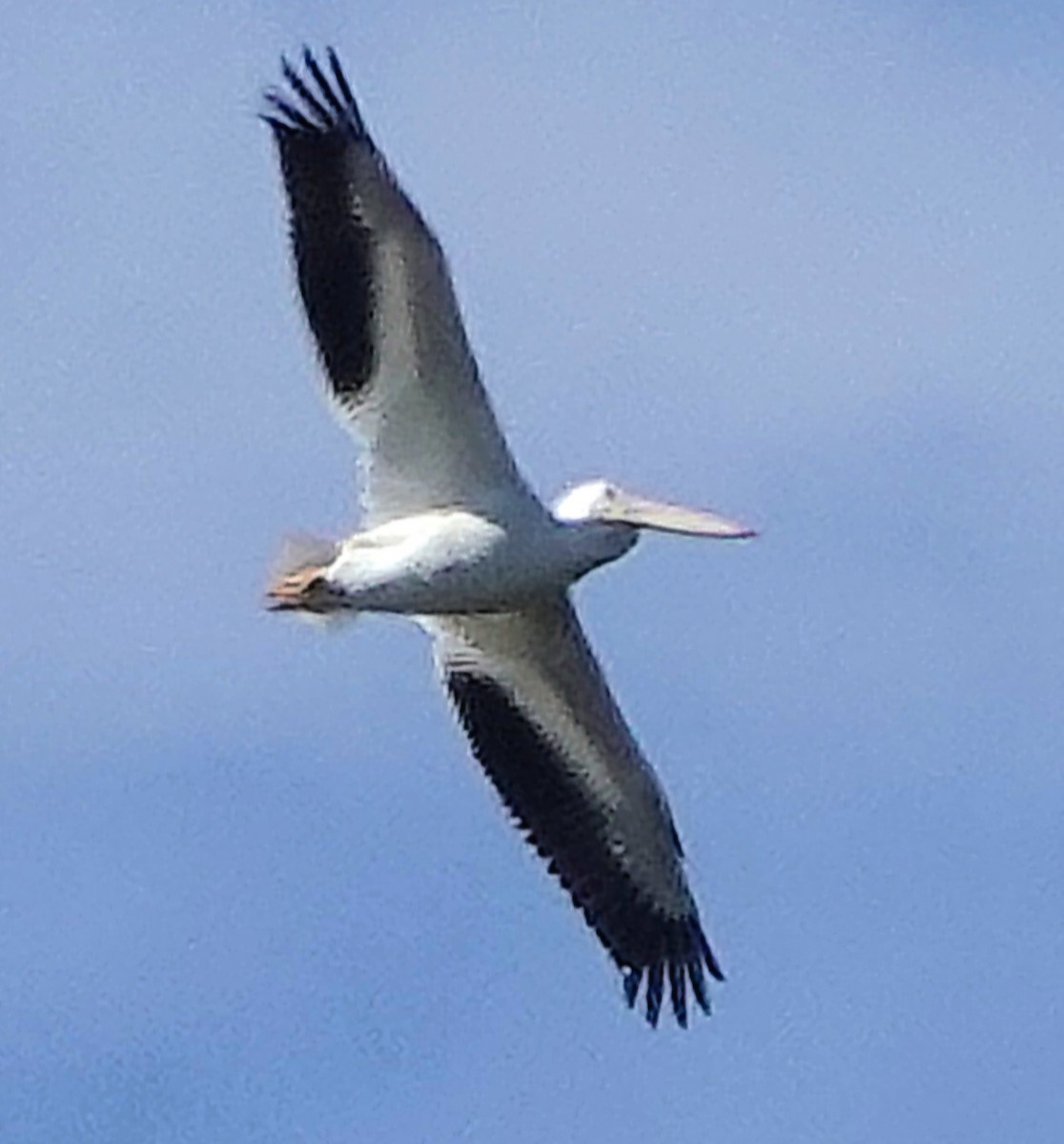 שקנאי אמריקני - ML646800583