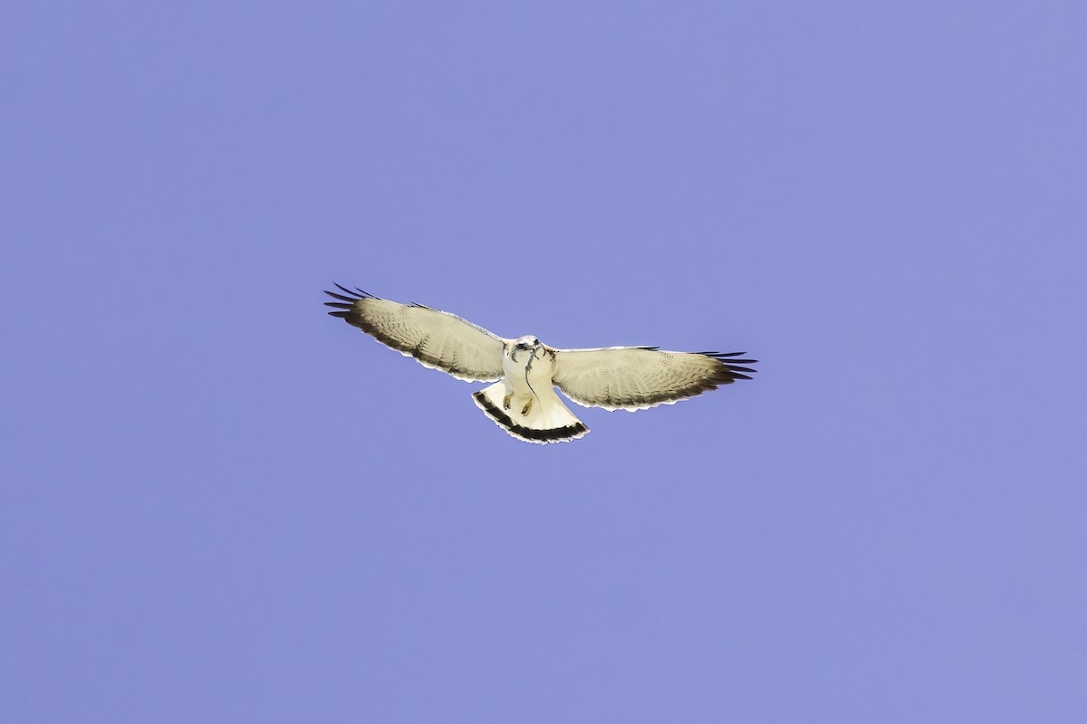 Канюк андський - ML646800584