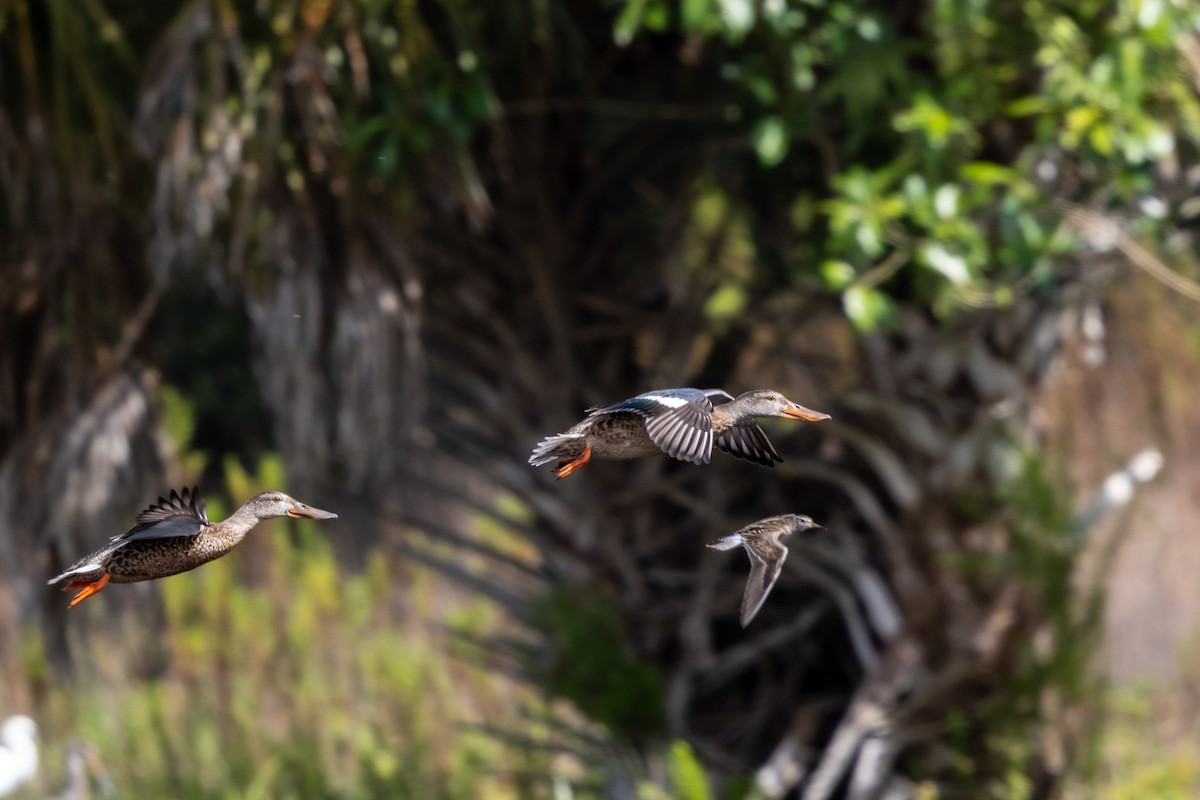 Northern Shoveler - ML646800585
