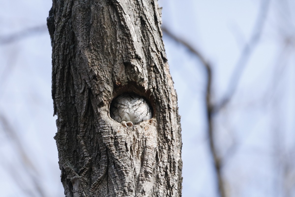 Eastern Screech-Owl - ML646800586