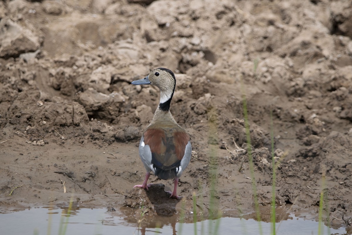 Ringed Teal - ML646800587