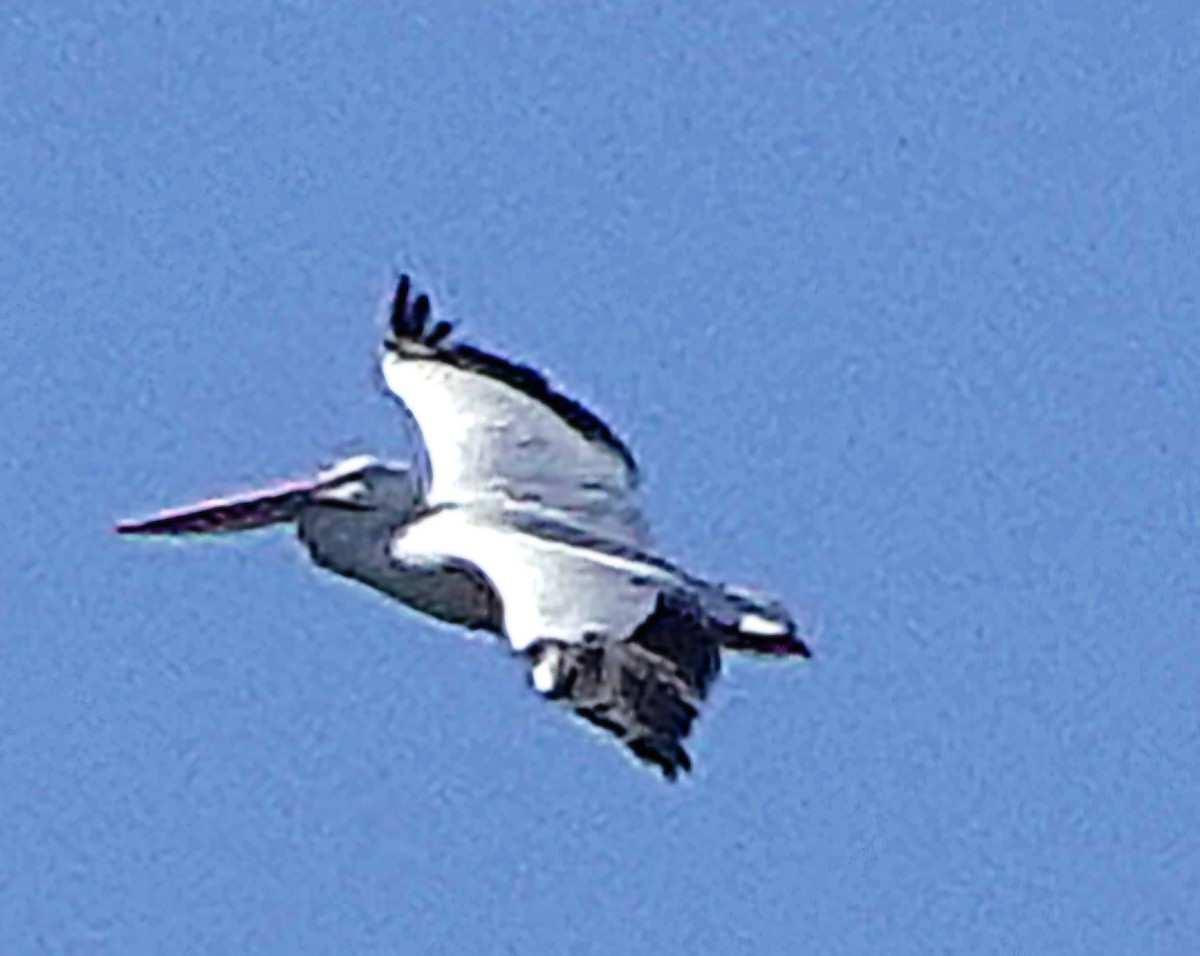 שקנאי אמריקני - ML646800588