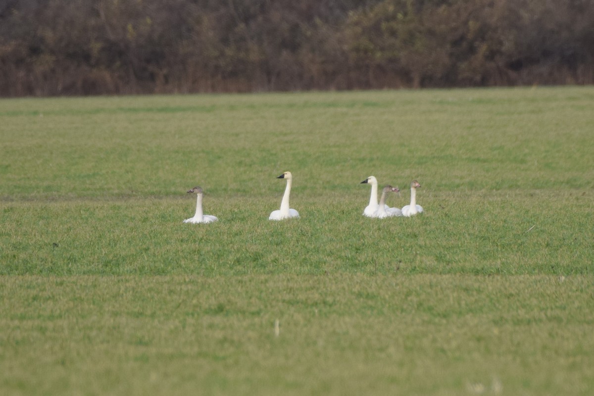 Американский лебедь - ML646800589