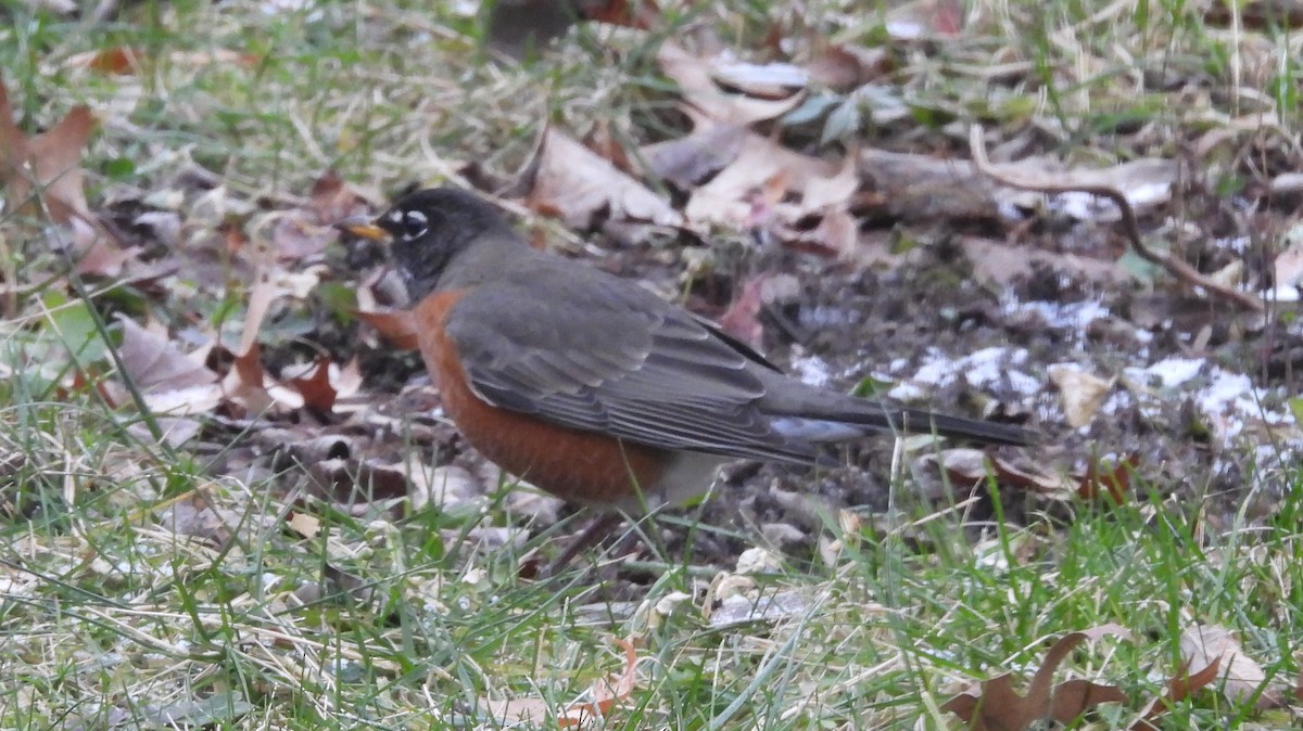 Дрізд мандрівний - ML646800590