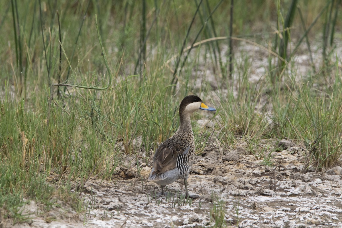 Silver Teal - ML646800592