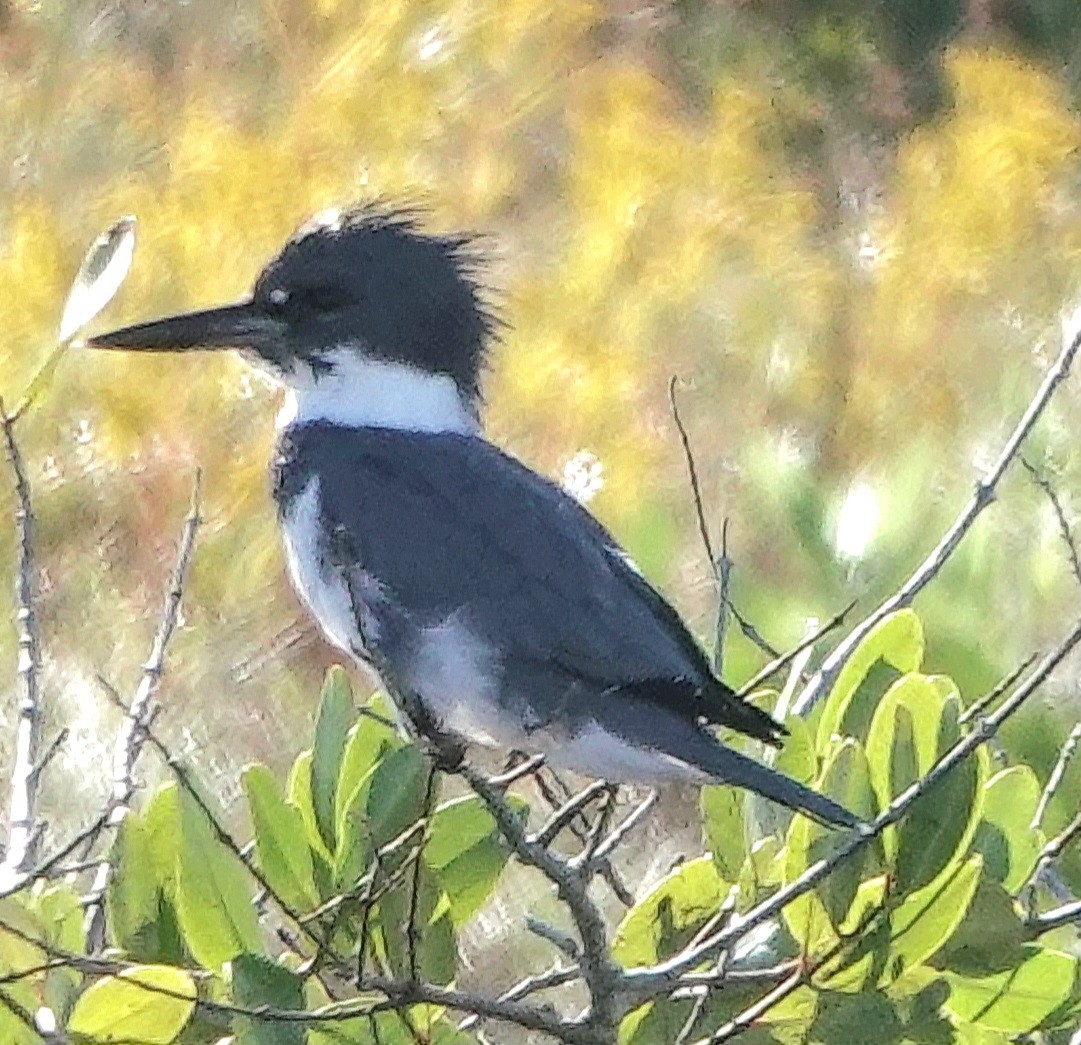 שלדג אמריקני - ML646800593