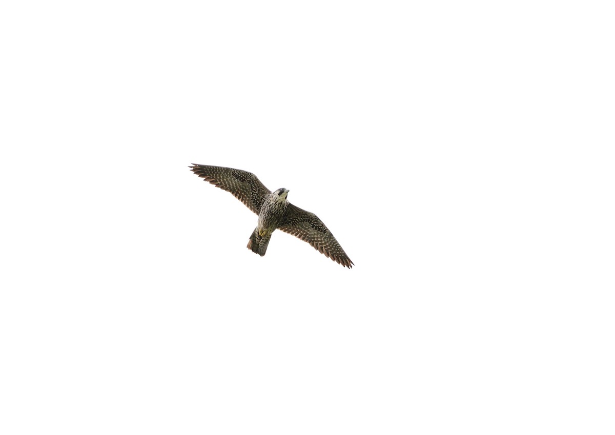 Peregrine Falcon - ML646800594