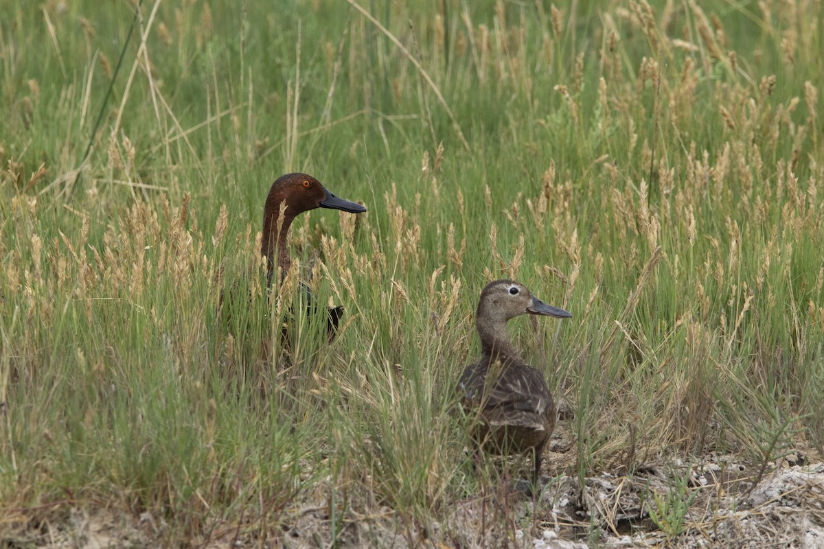 Cinnamon Teal - ML646800595
