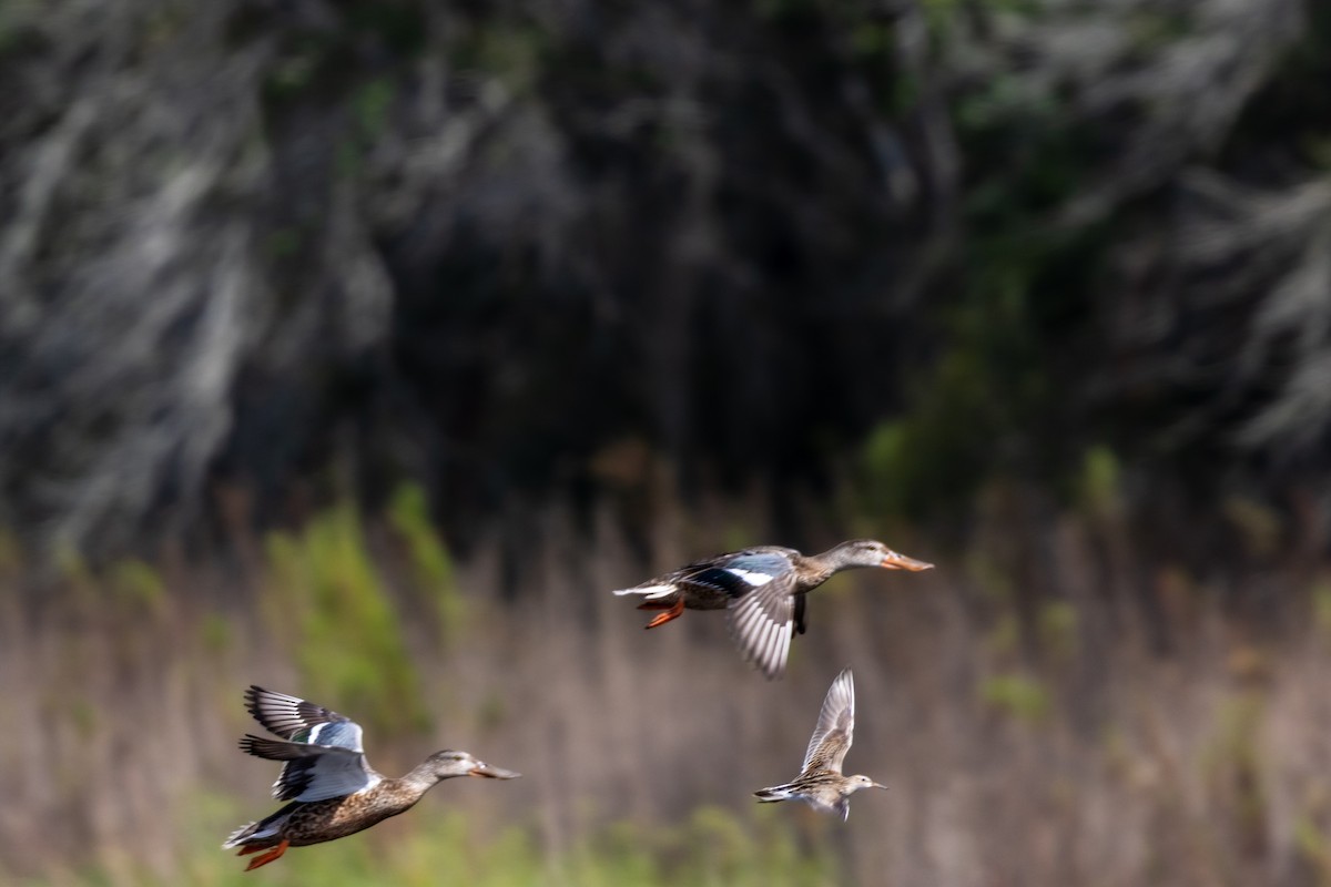 Northern Shoveler - ML646800596