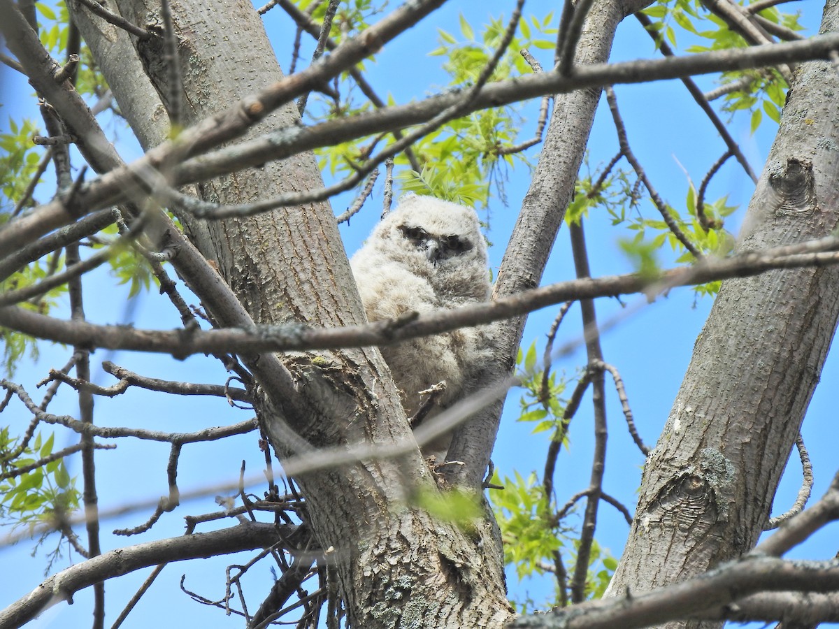 アメリカワシミミズク - ML646800597
