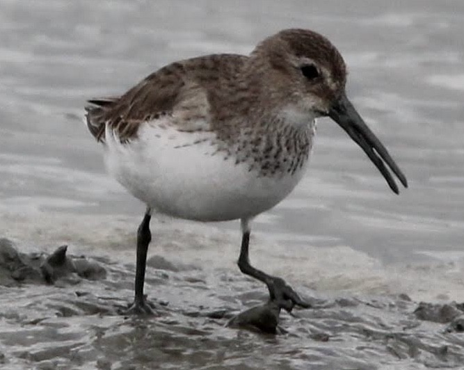 Dunlin - ML646800598