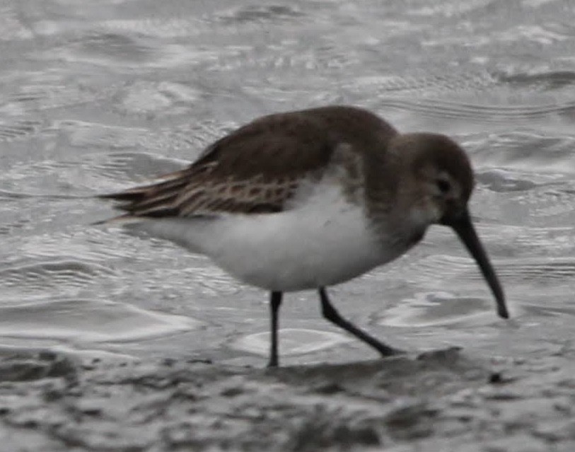 Dunlin - ML646800599