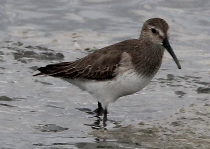 Dunlin - ML646800600