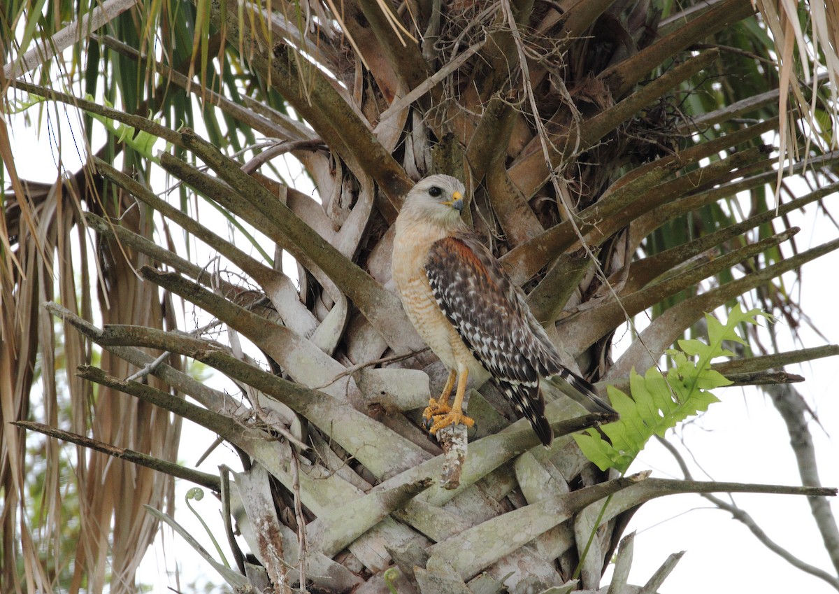 Red-shouldered Hawk - ML646800602