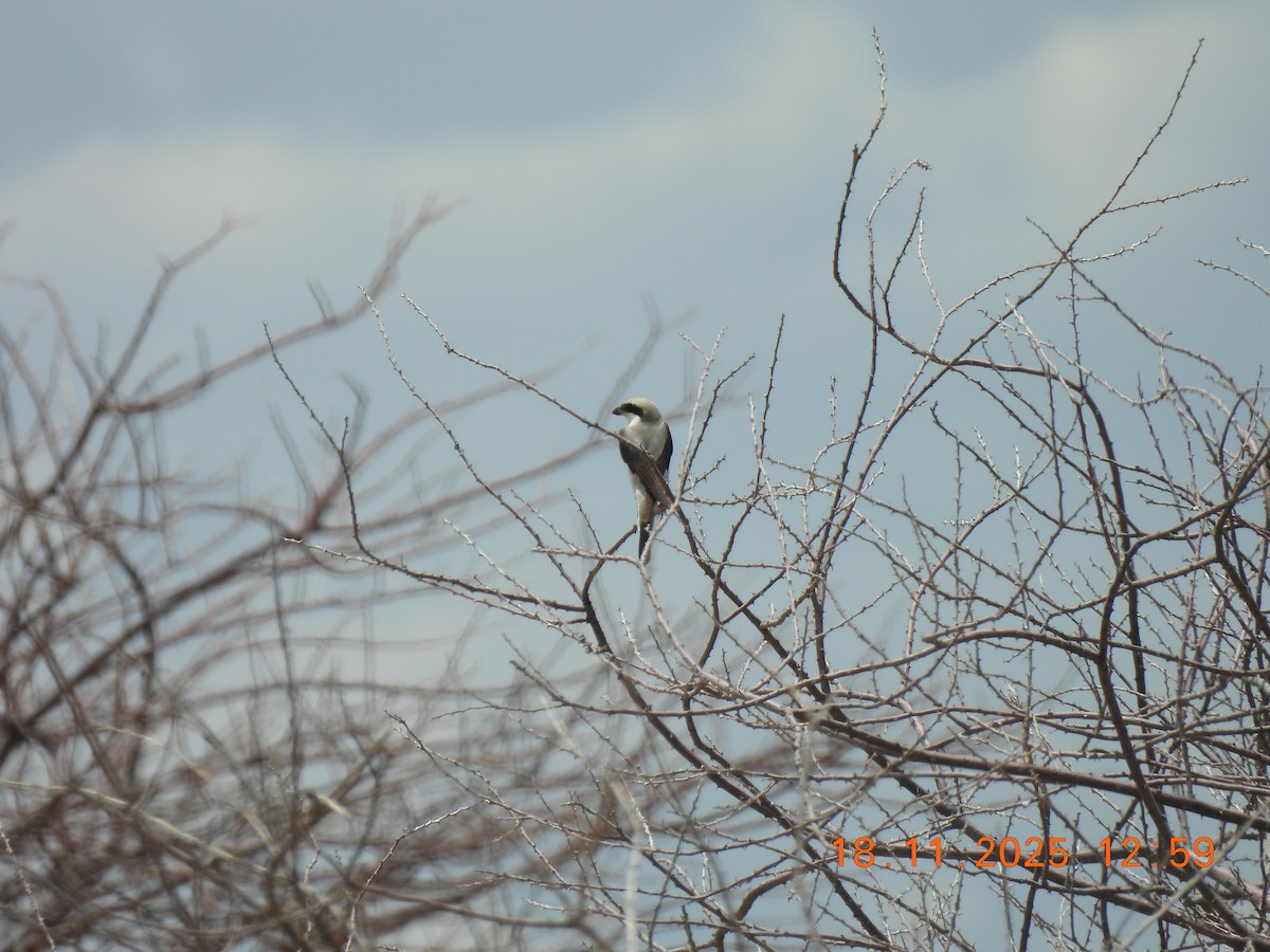 Lesser Gray Shrike - ML646800603