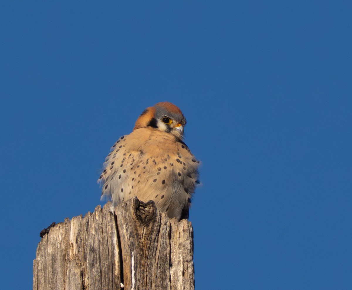 American Kestrel - ML646800605