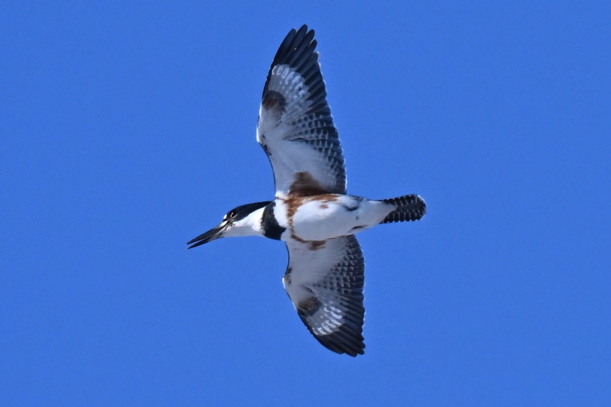 Belted Kingfisher - ML646800607