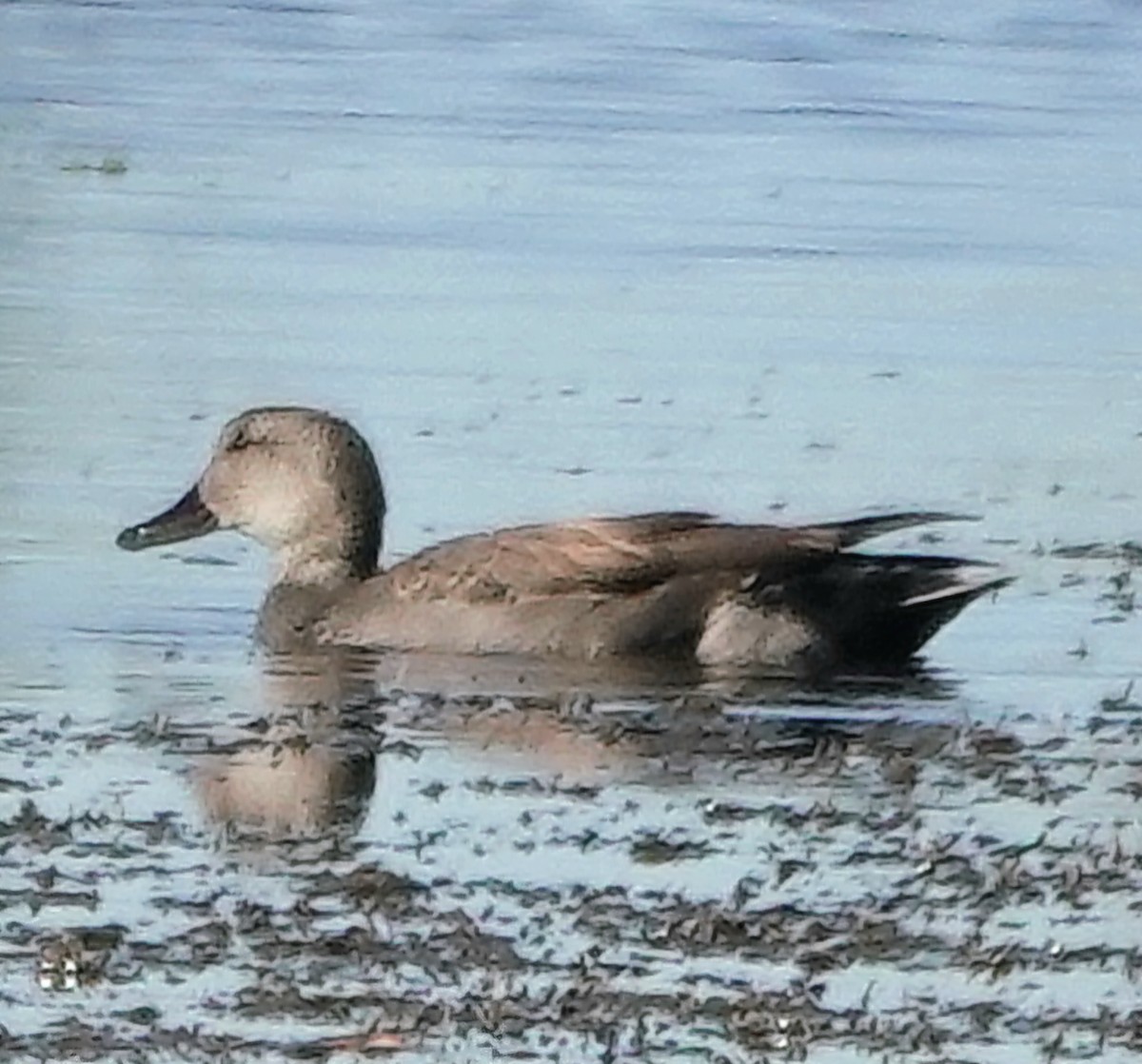 ברווז אפור - ML646800612