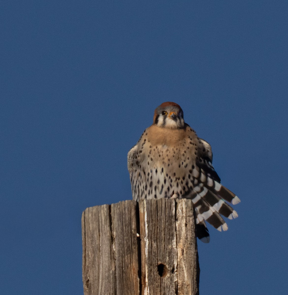 American Kestrel - ML646800617