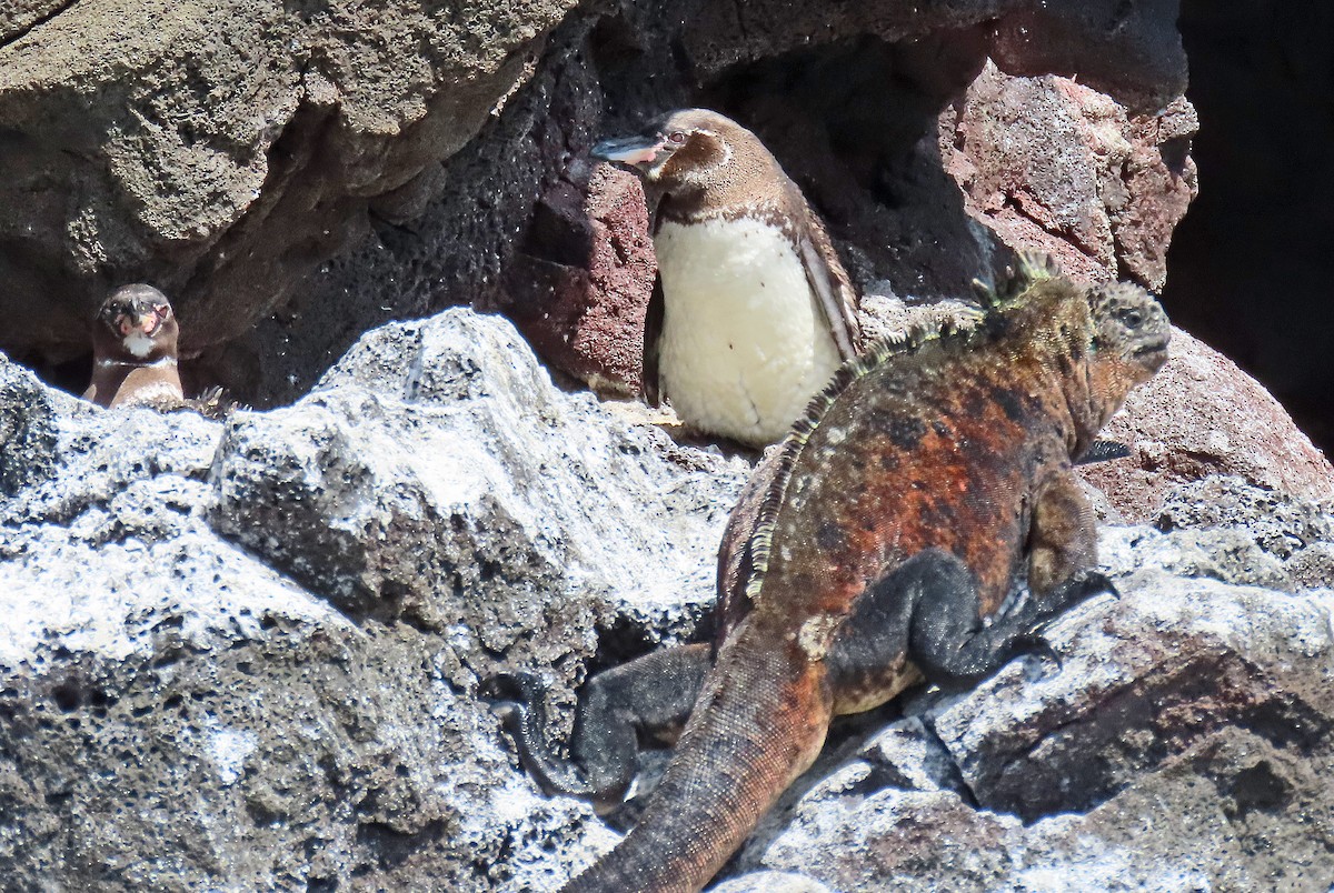 Galapagos Penguin - ML646800622